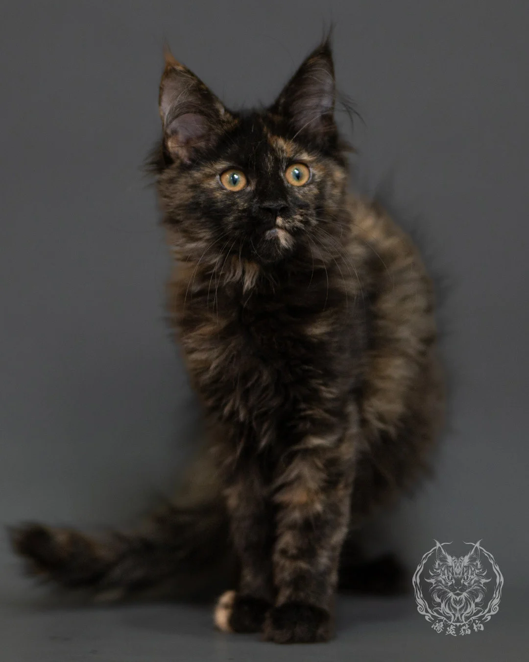 黑玳帽緬因貓 Tortoiseshell Maine Coon 3months Front 1