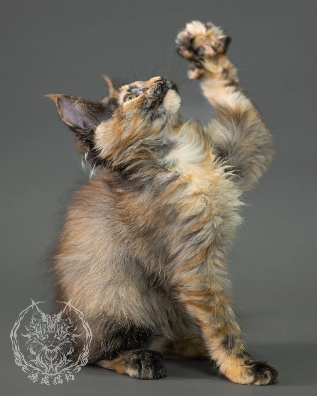 黑煙玳帽緬因貓 Black Smoke Tortie Maine Coon 2months Closeup 11
