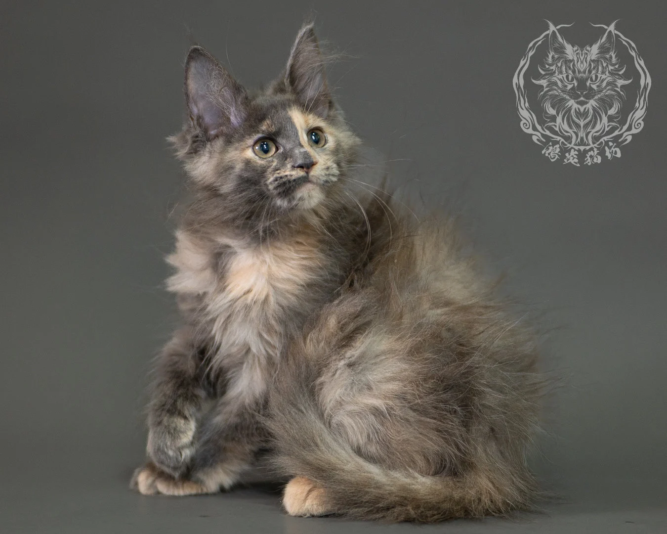 藍乳玳帽緬因貓 Blue Cream Calico Maine Coon 2months Closeup 2