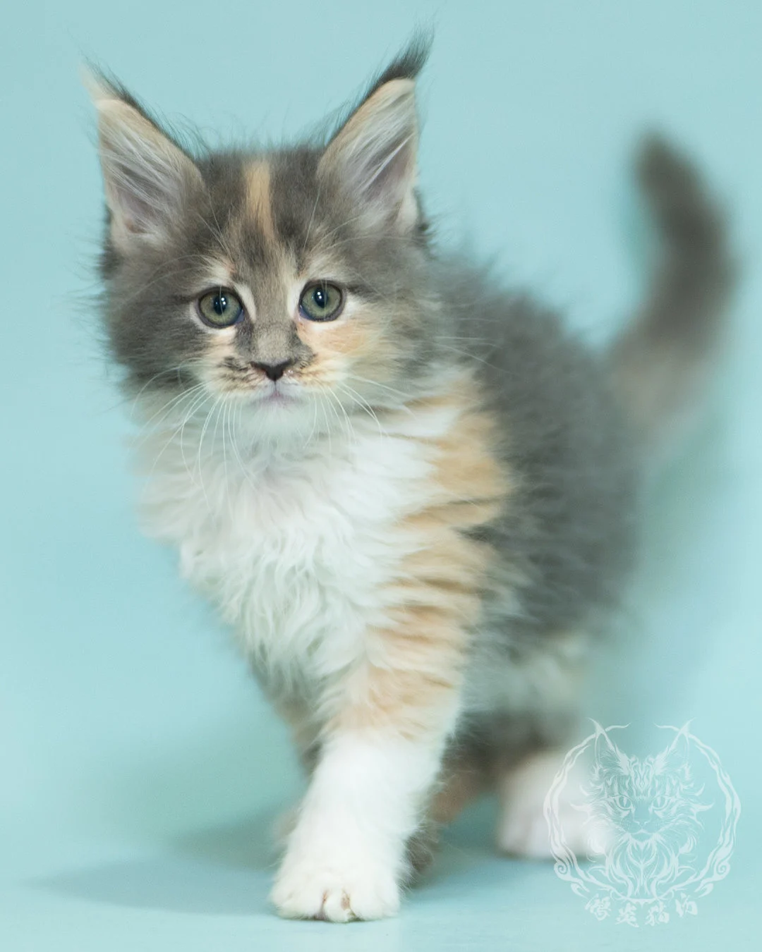 藍乳玳帽緬因貓 Blue Cream Tortie Maine Coon 2months Sidepose 9