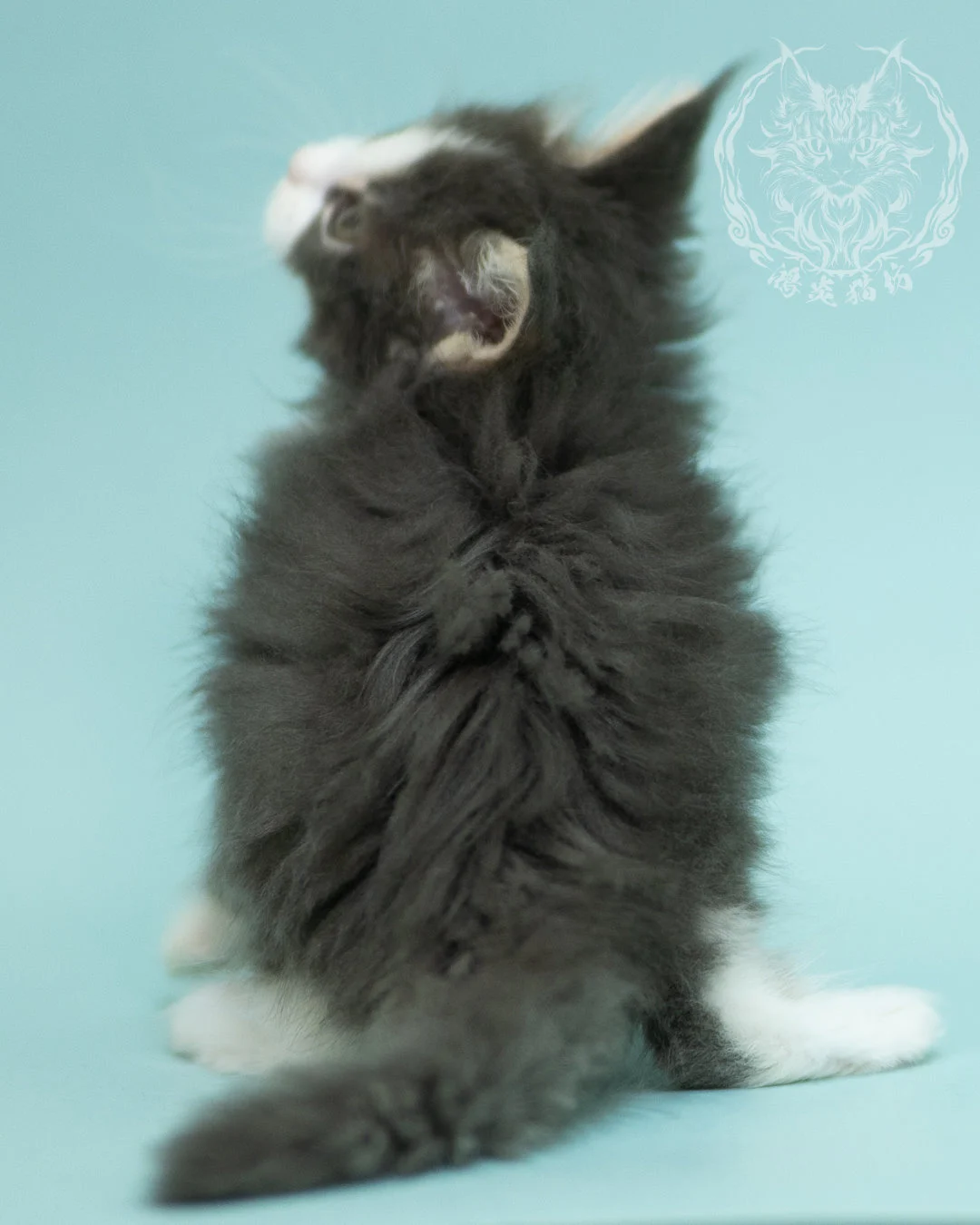 藍白賓士緬因貓 Blue Tabby Bicolor Maine Coon 2months Closeup 16