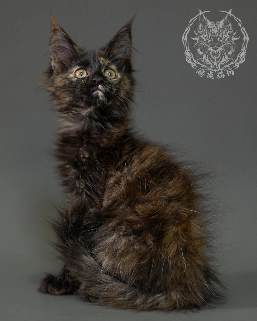 黑玳帽緬因貓 Black Tortoiseshell Maine Coon 2months Closeup 1