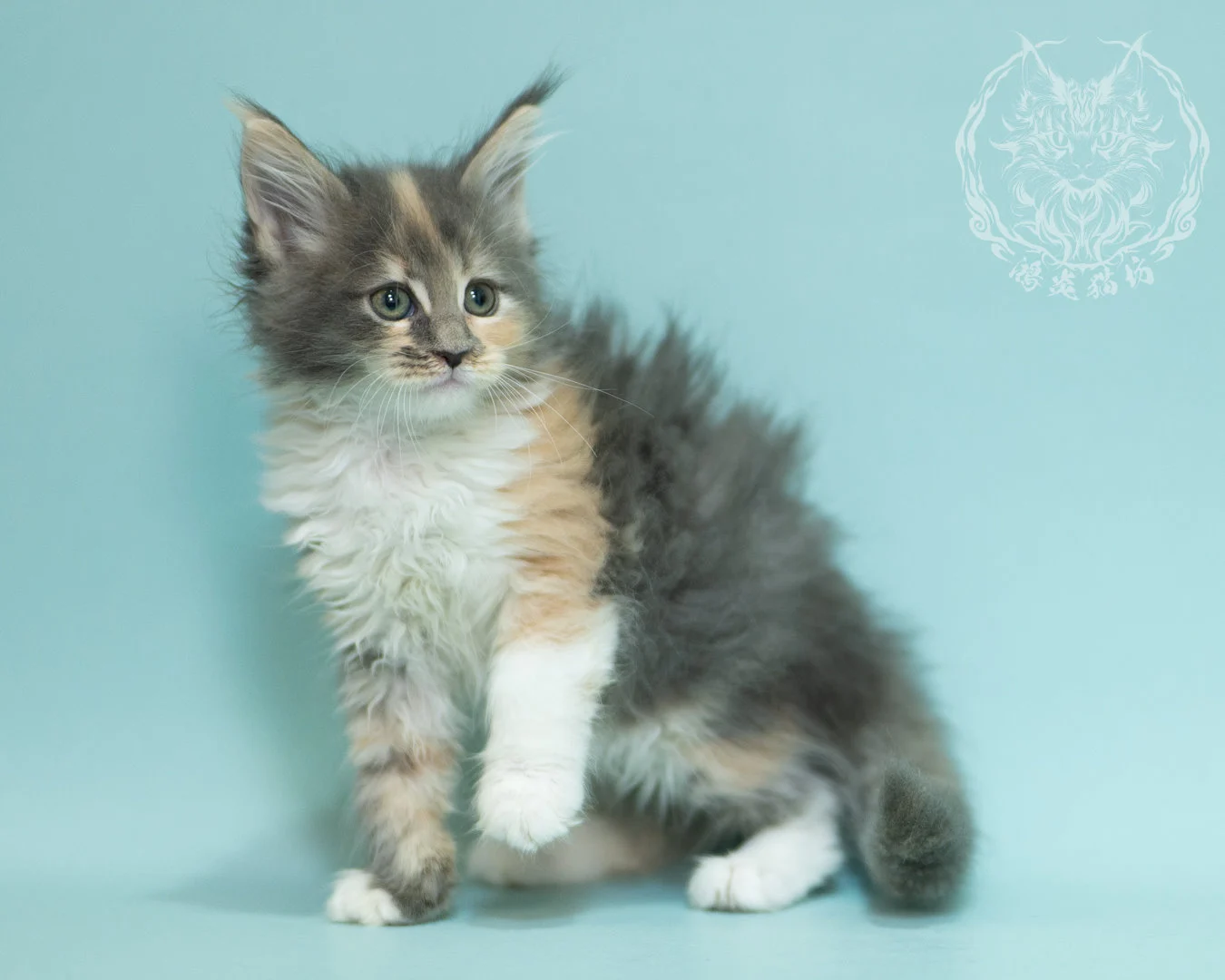 藍乳玳帽緬因貓 Blue Cream Tortie Maine Coon 2months Sidepose 17