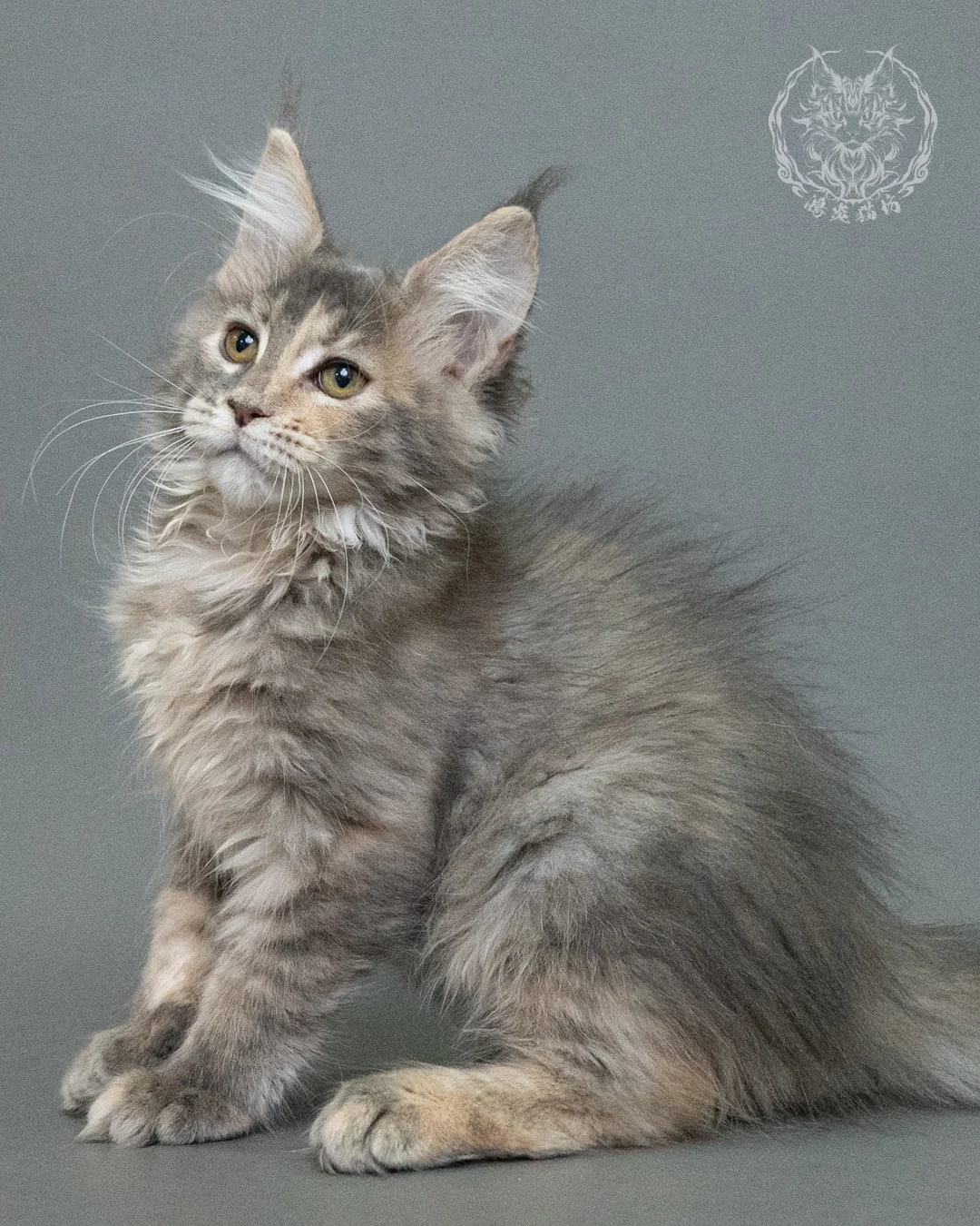 藍乳虎斑緬因貓 Blue Cream Tabby Maine Coon 3months Closeup 15