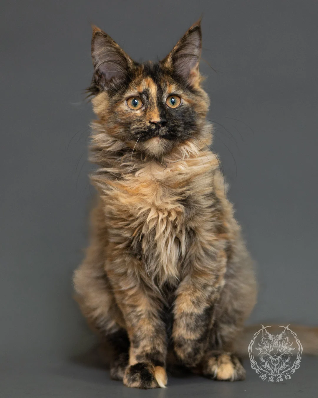 黑煙玳帽緬因貓 Black Smoke Cream Tortie Maine Coon 3months Record 5