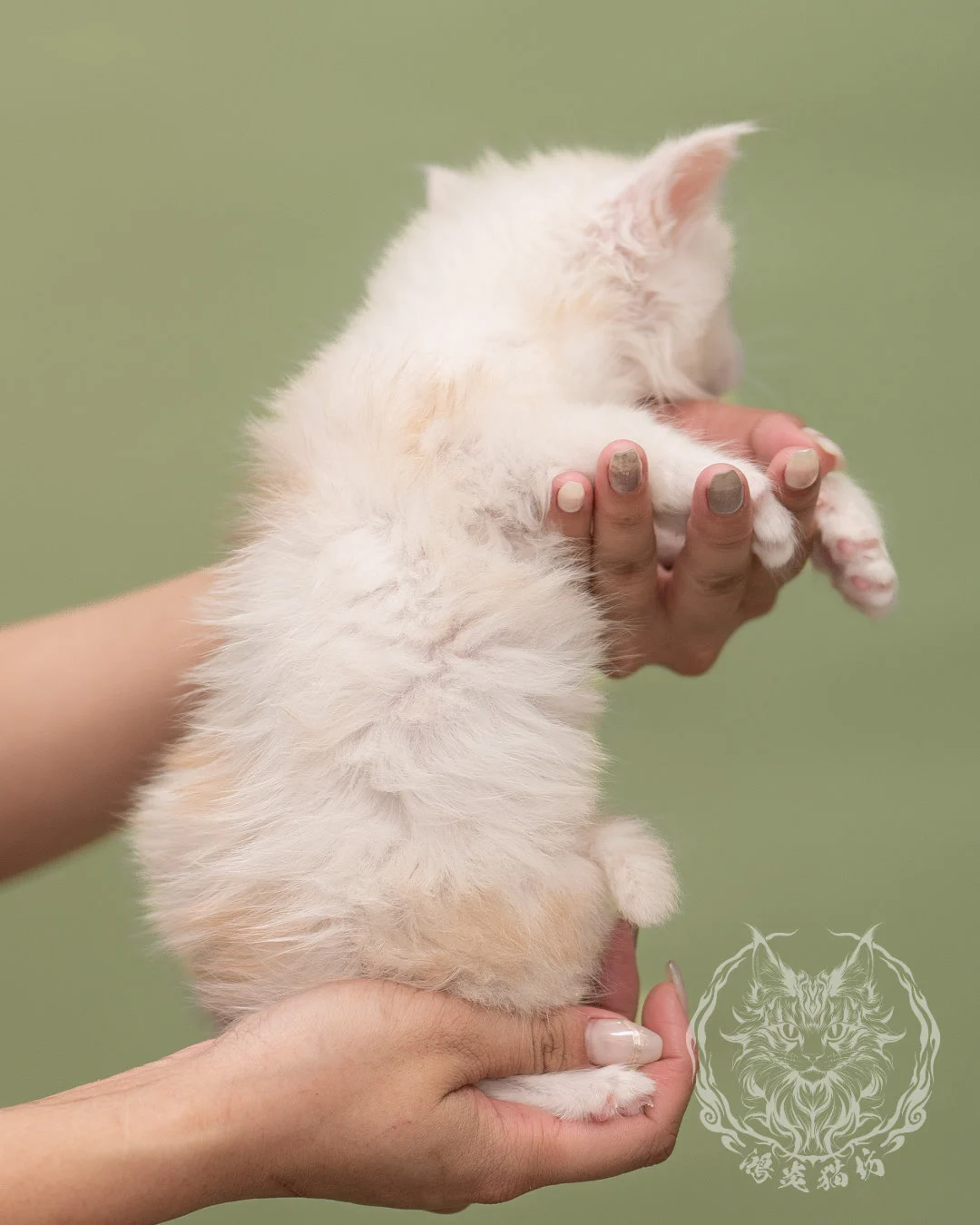 紅陰影緬因貓 Red Shaded Maine Coon 4weeks Closeup 7