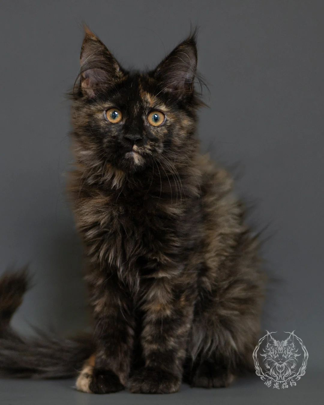 黑玳帽緬因貓 Tortoiseshell Maine Coon 3months Front 3