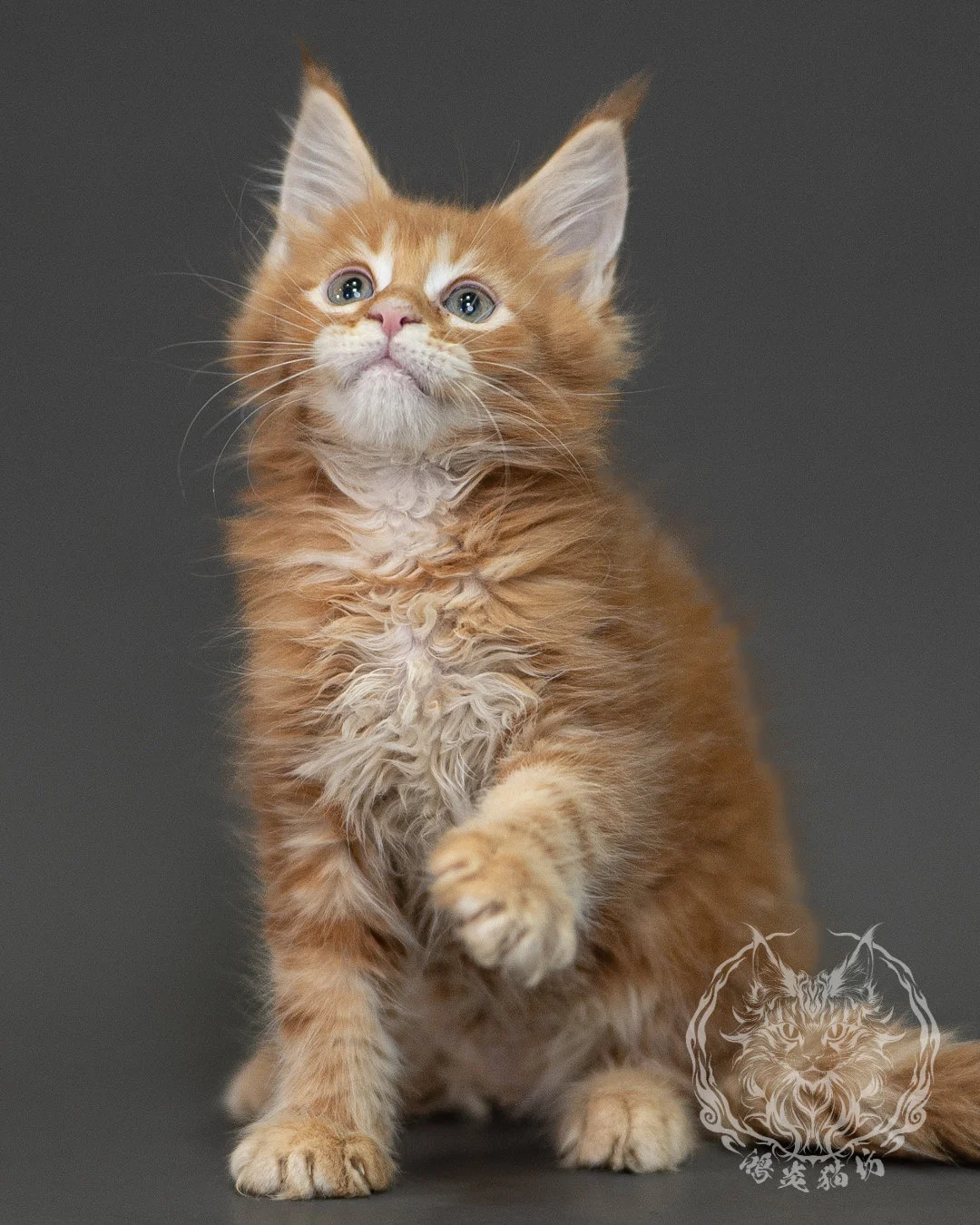 紅虎斑緬因貓 Red Tabby Maine Coon 2months Closeup 2