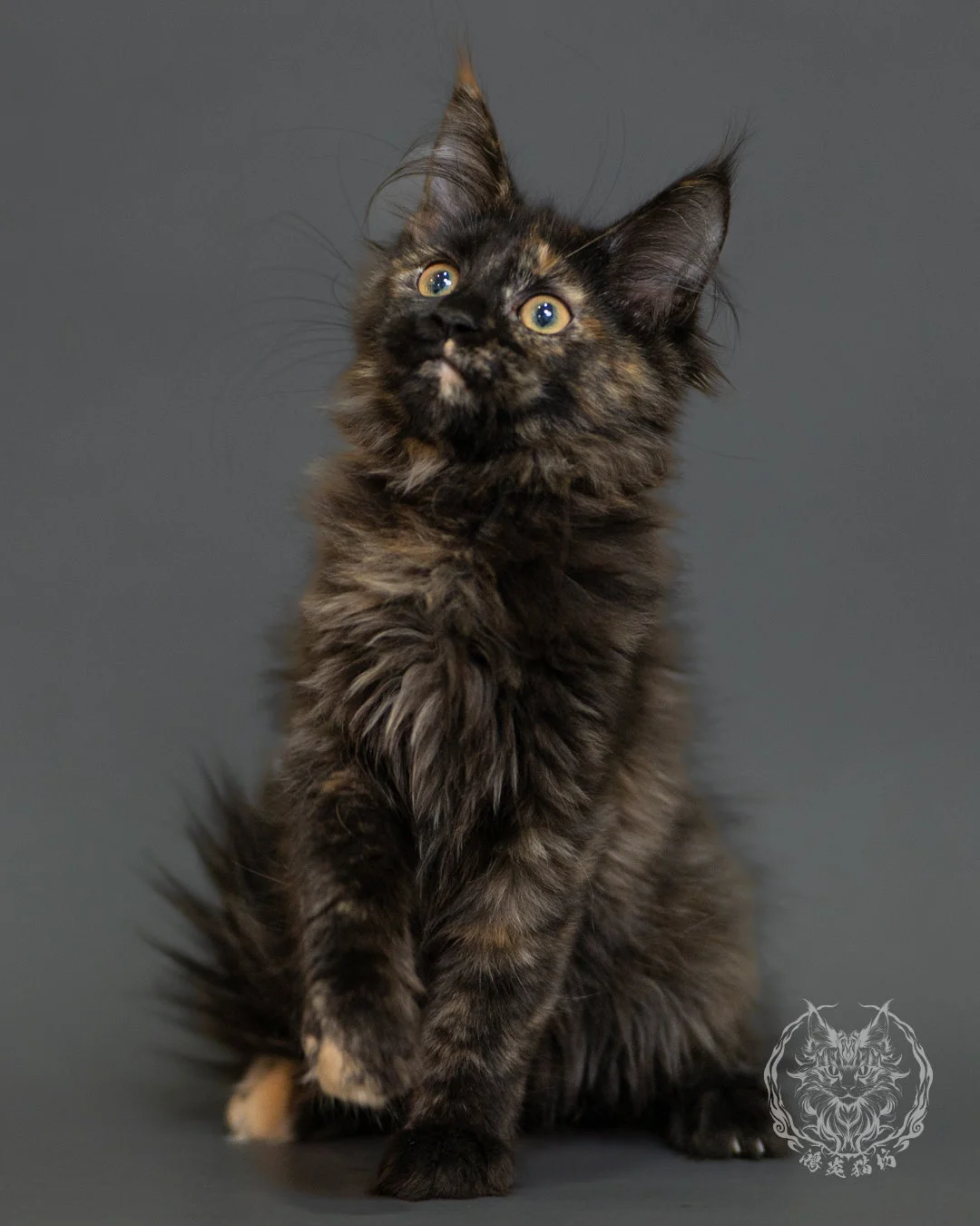 黑玳帽緬因貓 Tortoiseshell Maine Coon 3months Front 9
