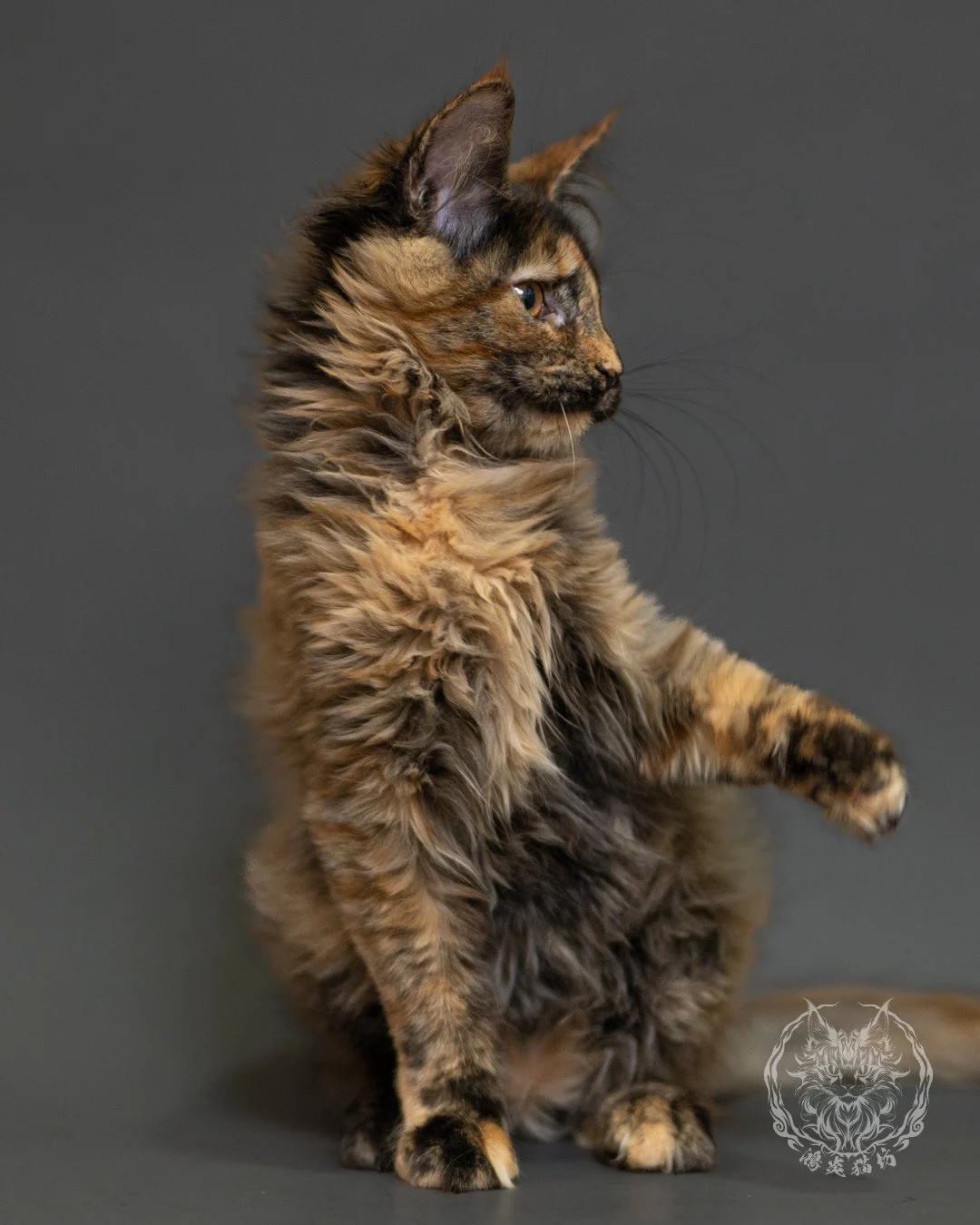 黑煙玳帽緬因貓 Black Smoke Cream Tortie Maine Coon 3months Record 3