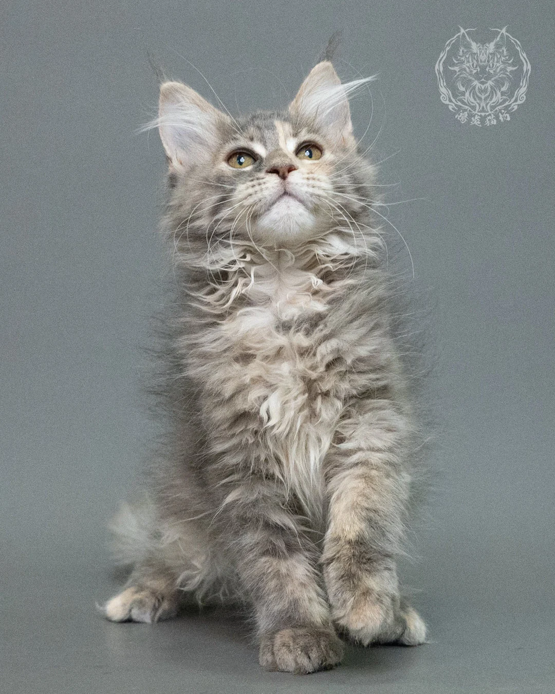 藍乳虎斑緬因貓 Blue Cream Tabby Maine Coon 3months Closeup 1
