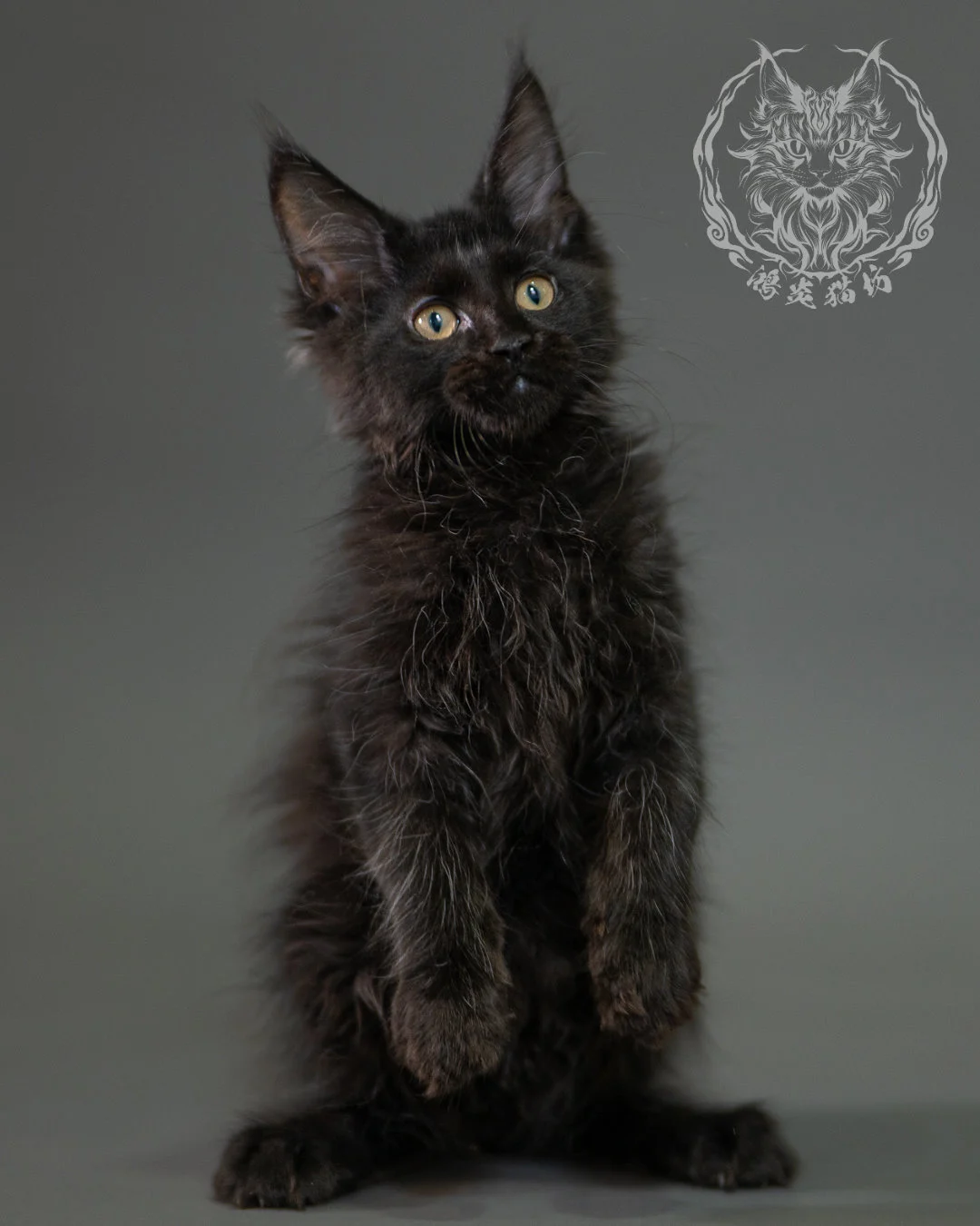 黑色緬因貓 Black Maine Coon 2months Closeup 7