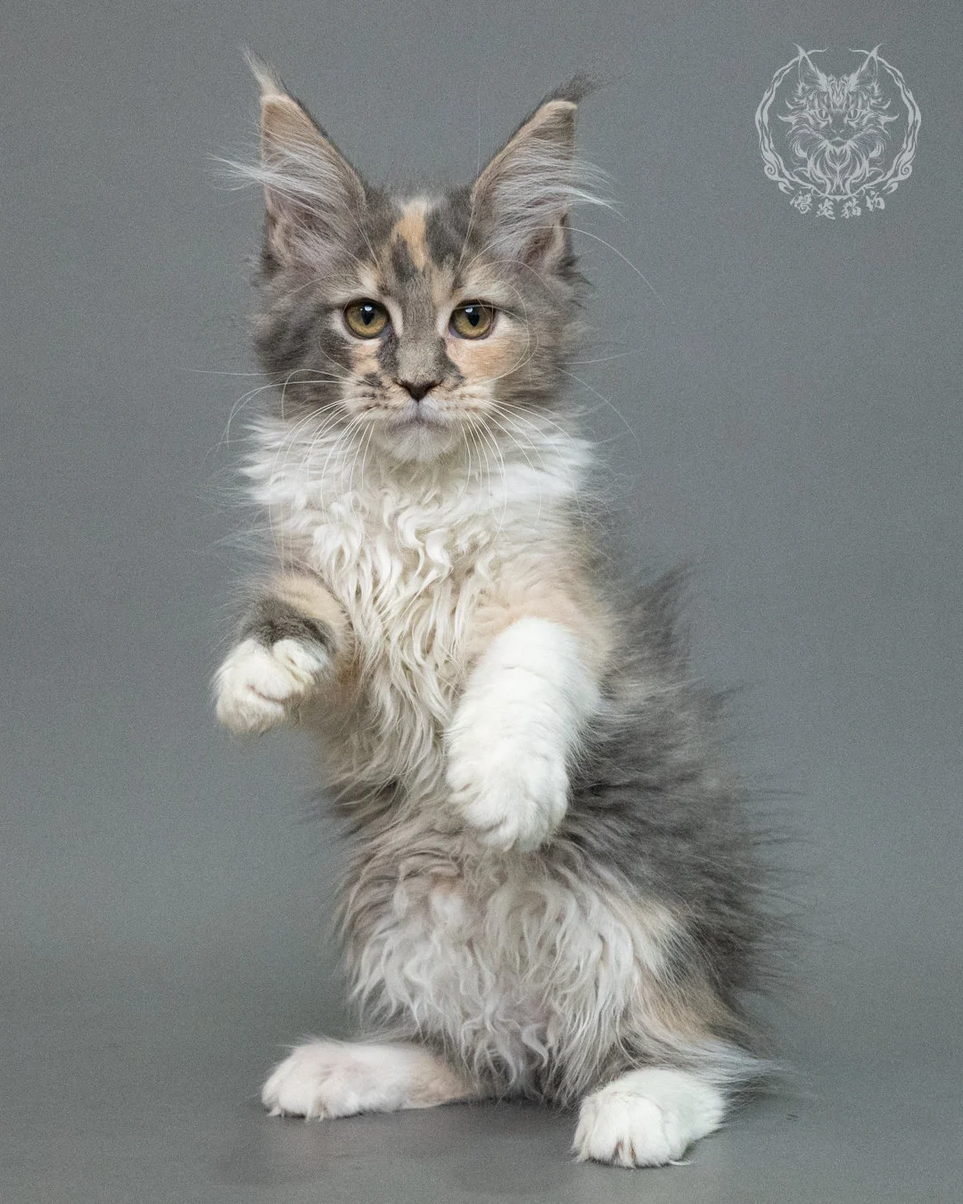 藍乳玳帽緬因貓 Blue Cream Tortie Maine Coon 3months Closeup 3