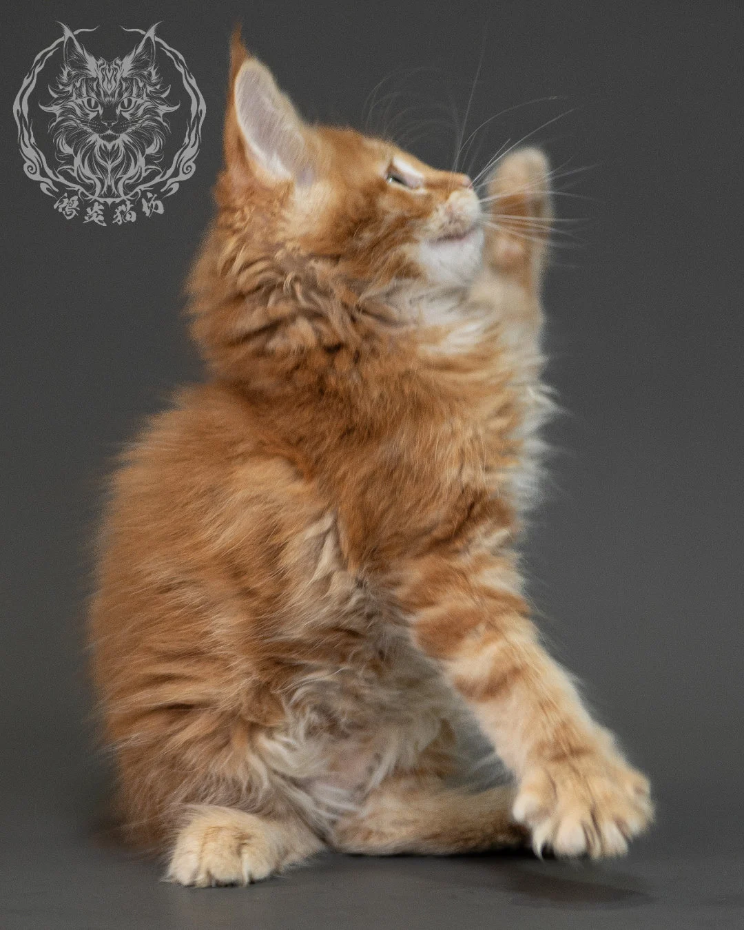 紅虎斑緬因貓 Red Tabby Maine Coon 2months Closeup 19