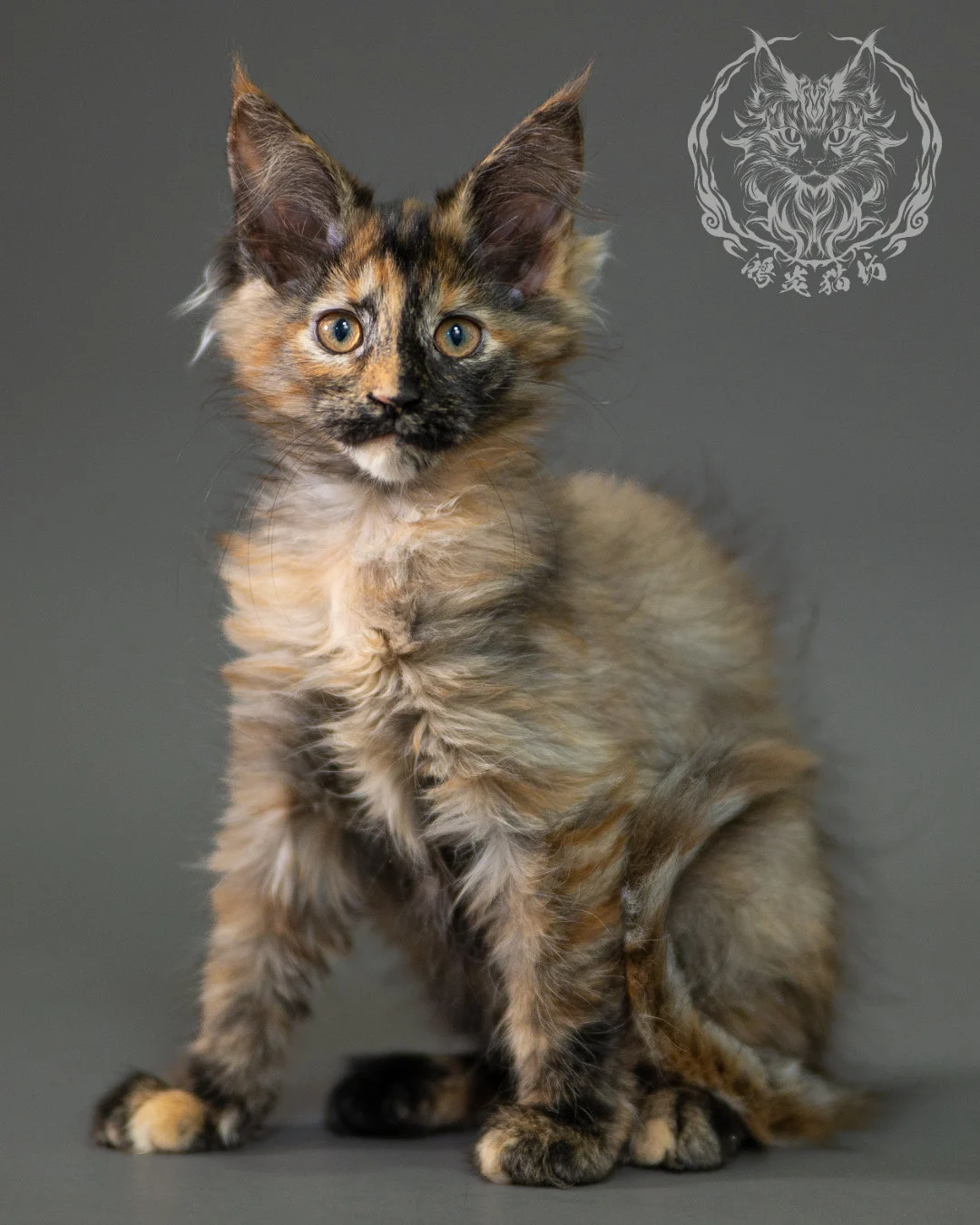 黑煙玳帽緬因貓 Black Smoke Tortie Maine Coon 2months Closeup 1