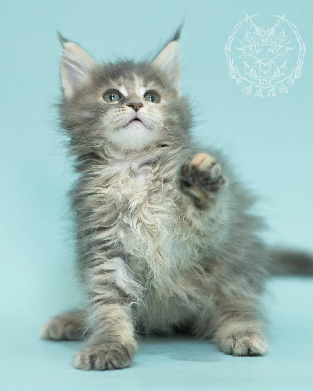 藍乳虎斑緬因貓 Blue Cream Tabby Maine Coon 2months Reachout 7