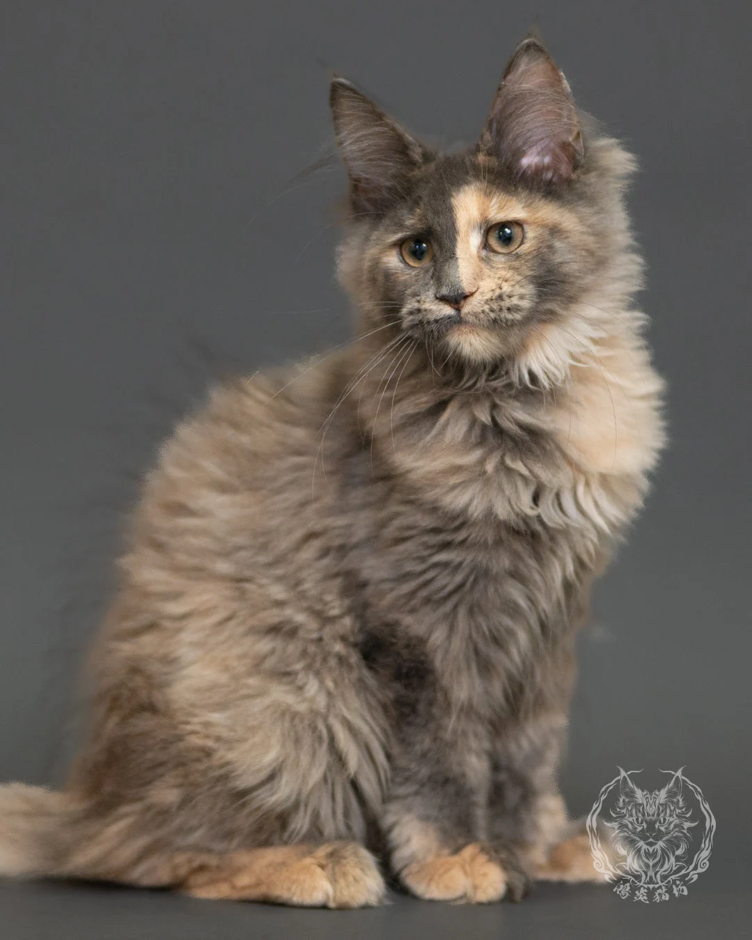 藍乳玳帽緬因貓 Blue Cream Tortie Maine Coon 3months Record 14