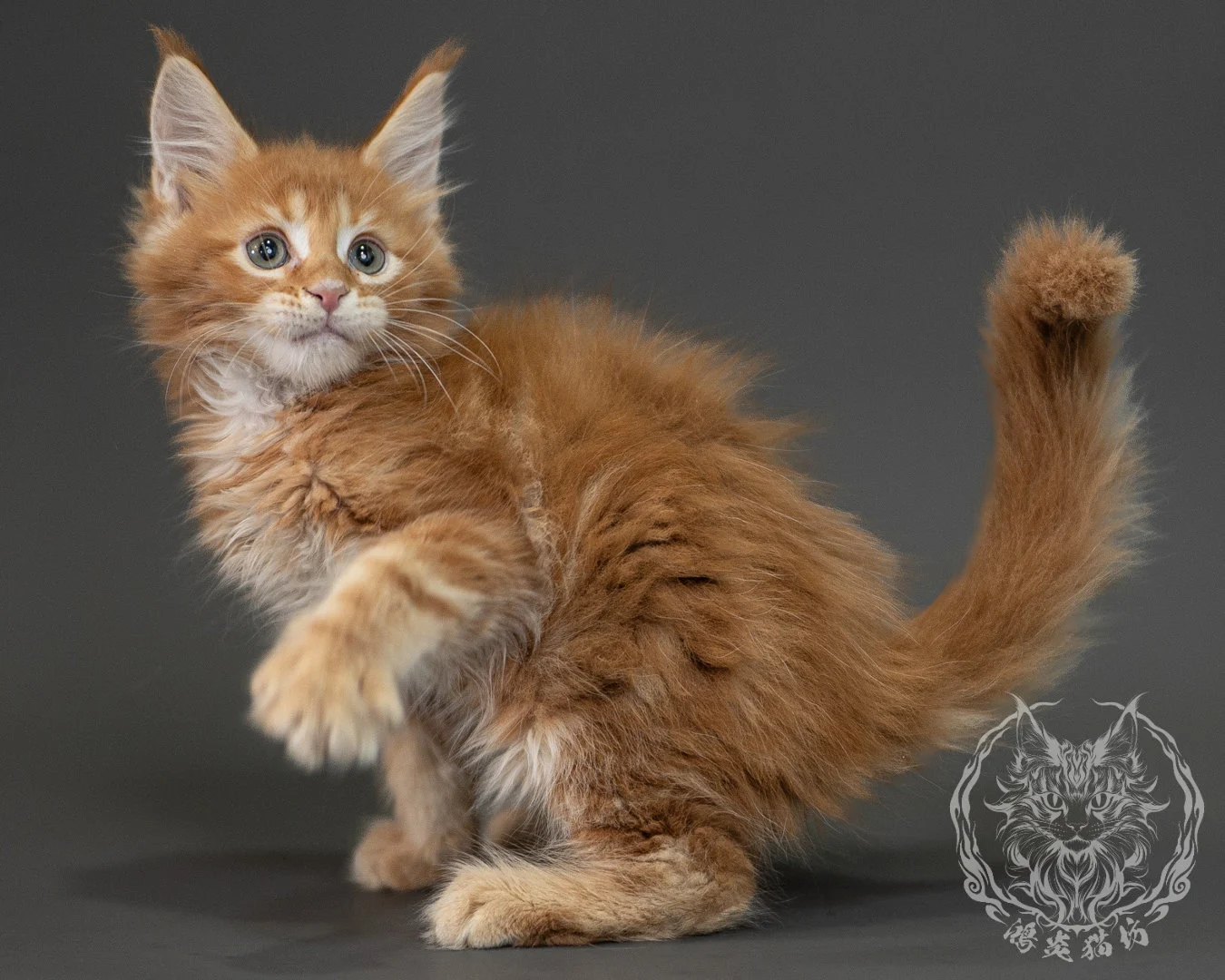 紅虎斑緬因貓 Red Tabby Maine Coon 2months Closeup 23