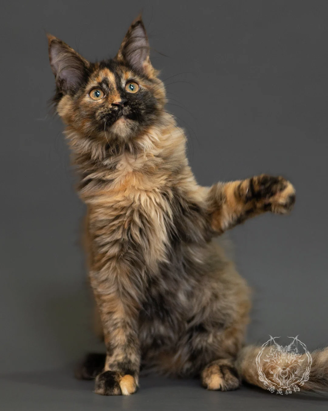黑煙玳帽緬因貓 Black Smoke Cream Tortie Maine Coon 3months Record 14