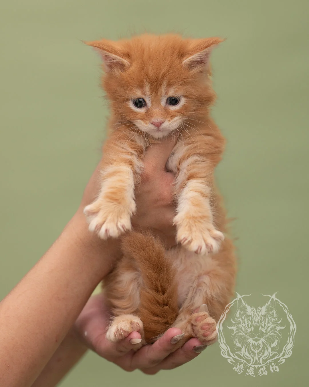 紅虎斑緬因貓 Red Tabby Maine Coon 4weeks Closeup 9