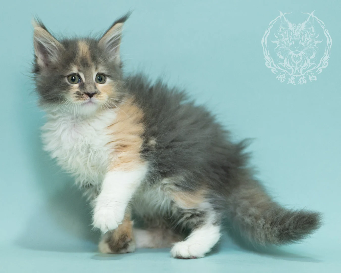 藍乳玳帽緬因貓 Blue Cream Tortie Maine Coon 2months Sidepose 16