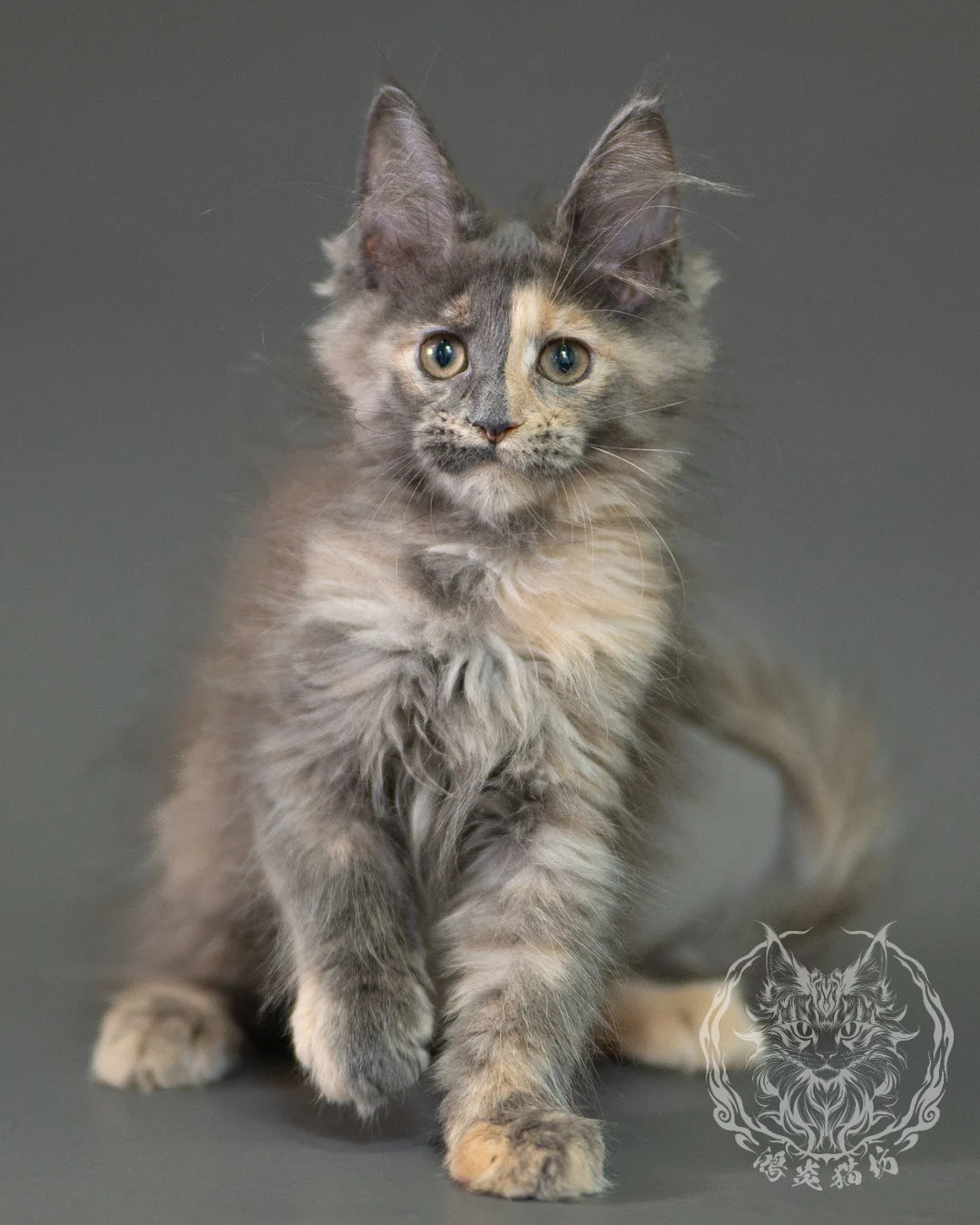 藍乳玳帽緬因貓 Blue Cream Calico Maine Coon 2months Closeup 9