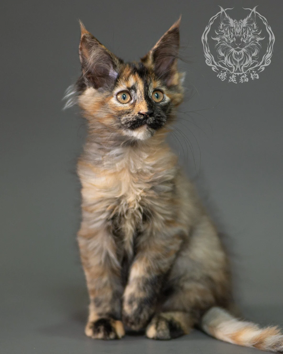 黑煙玳帽緬因貓 Black Smoke Tortie Maine Coon 2months Closeup 5