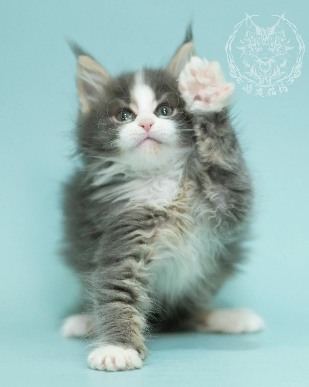 藍白賓士緬因貓 Blue Tabby Bicolor Maine Coon 2months Closeup 14