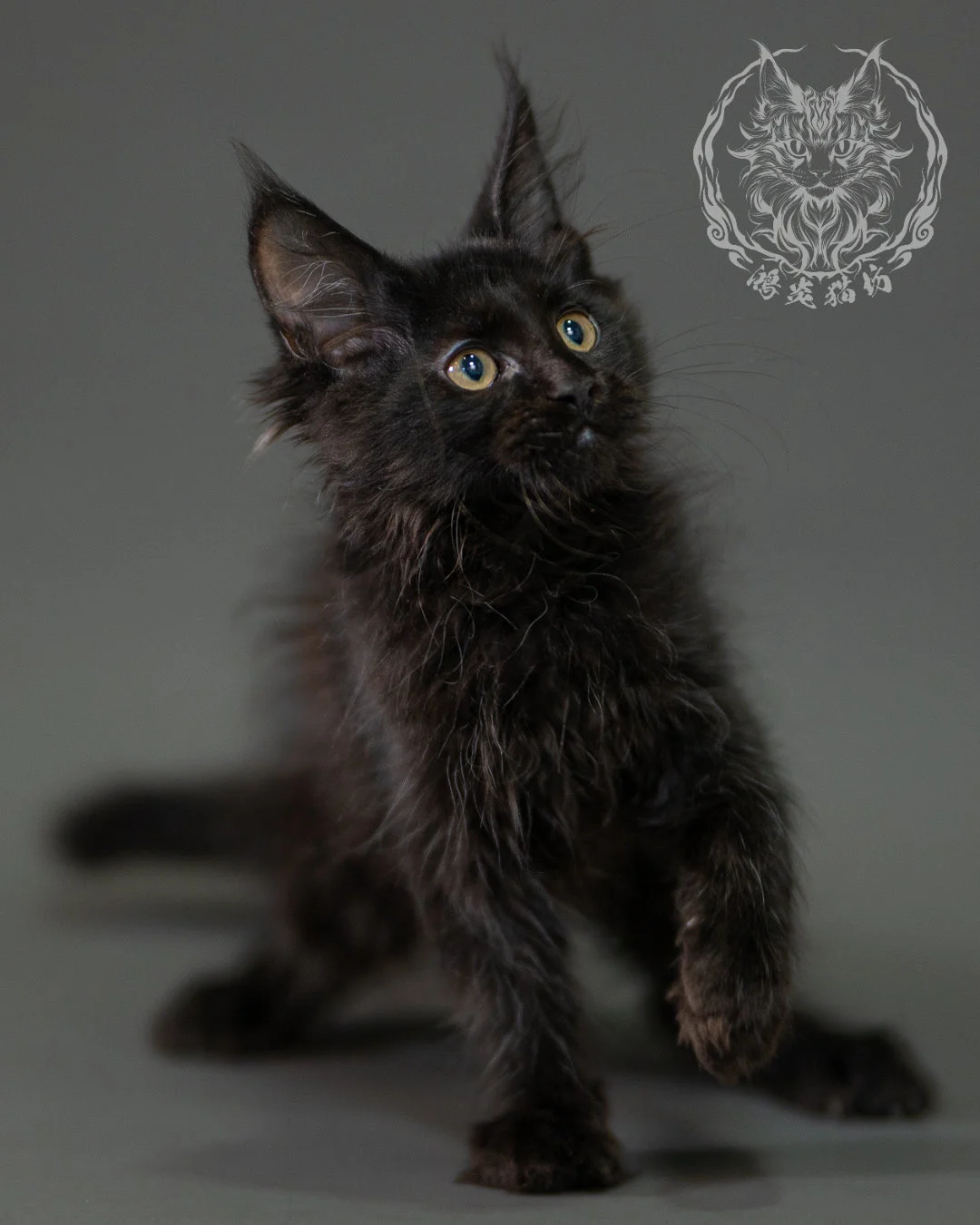 黑色緬因貓 Black Maine Coon 2months Closeup 5