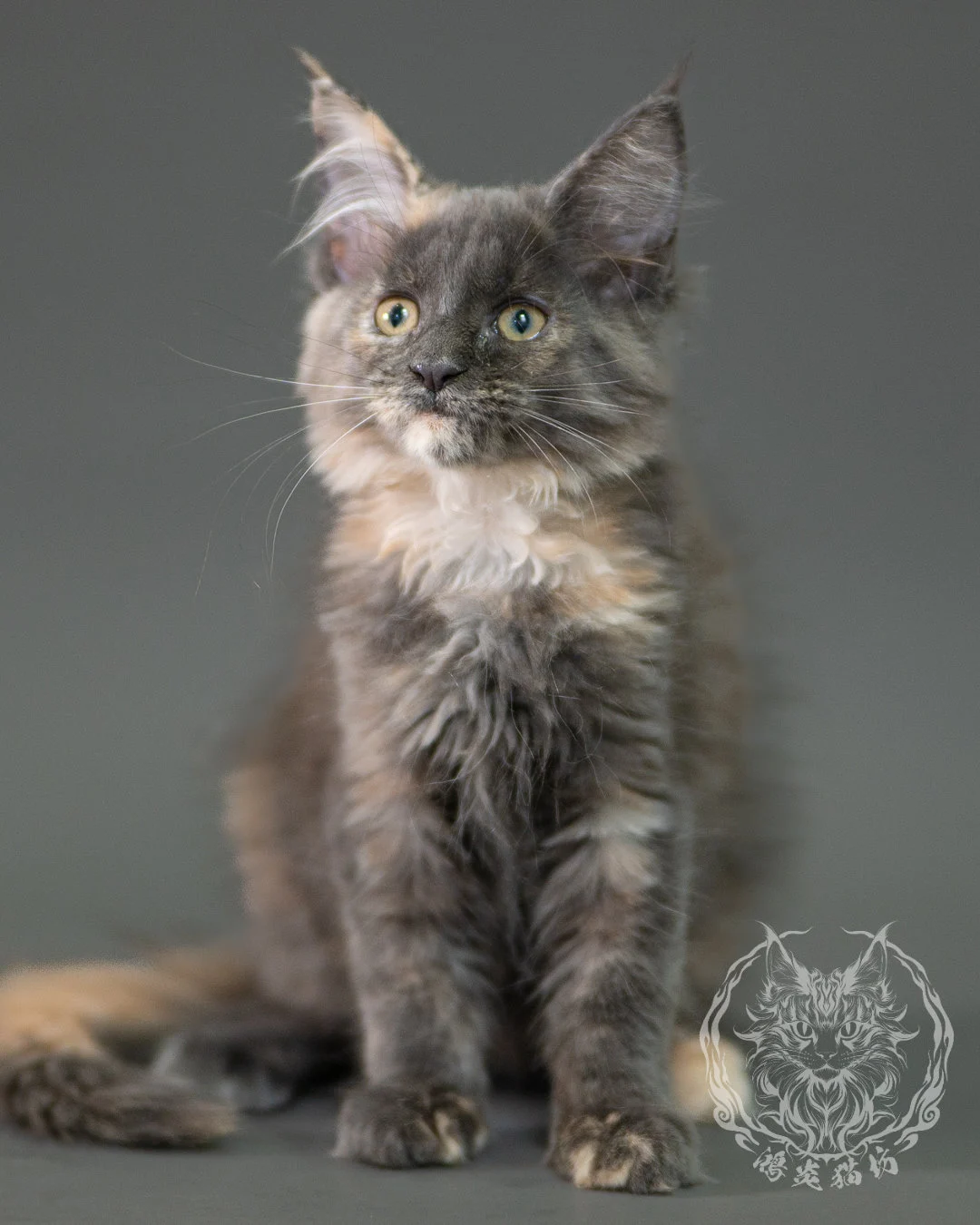 藍乳玳帽緬因貓 Blue Cream Calico Maine Coon 2months Closeup 7