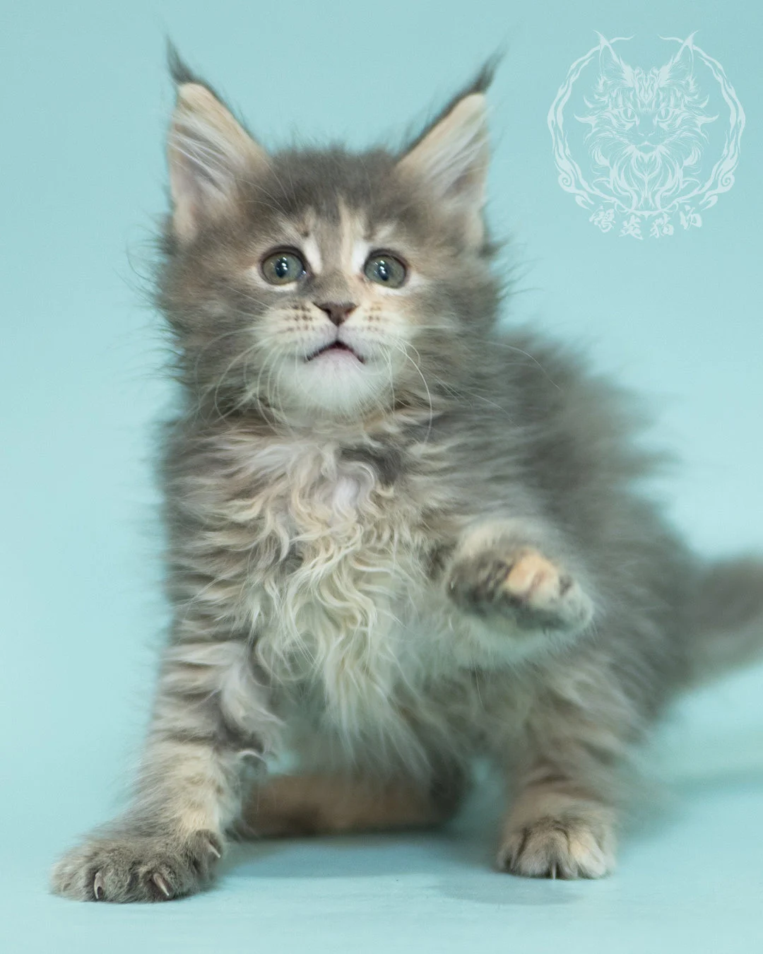 藍乳虎斑緬因貓 Blue Cream Tabby Maine Coon 2months Reachout 9