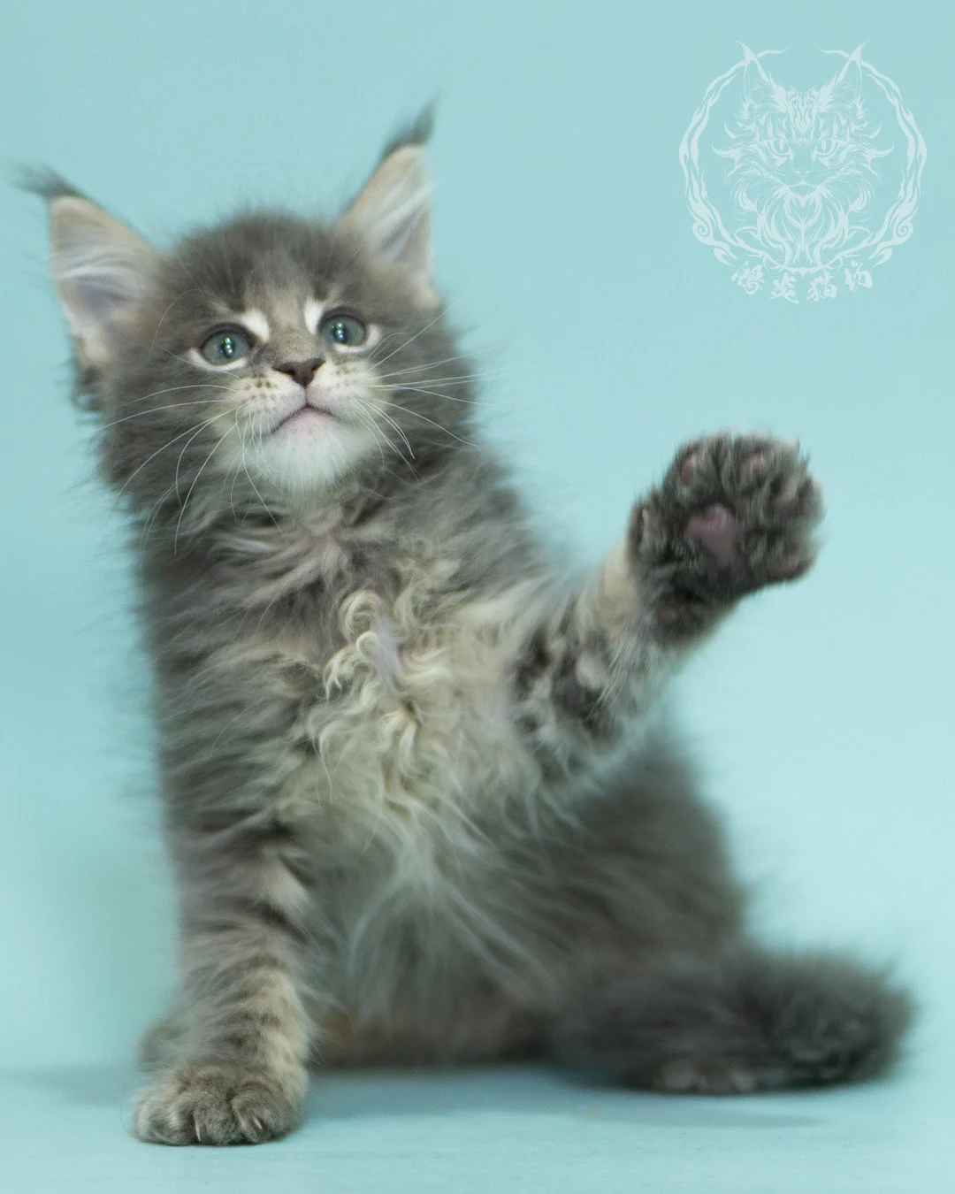 藍虎斑緬因貓 Blue Tabby Maine Coon 2months Sideview 9