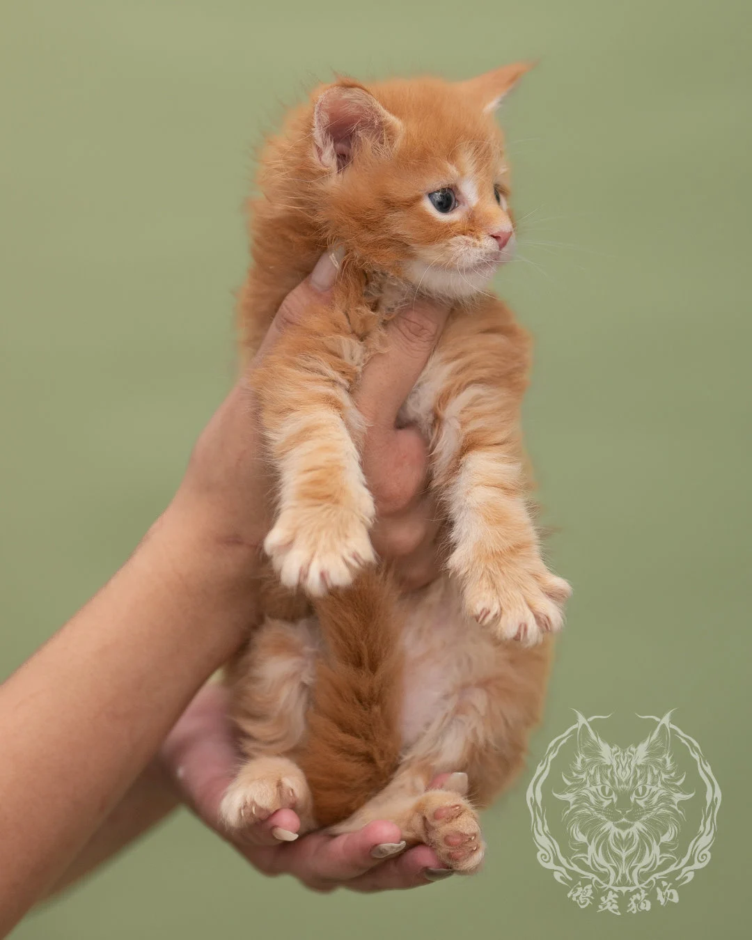紅虎斑緬因貓 Red Tabby Maine Coon 4weeks Closeup 8