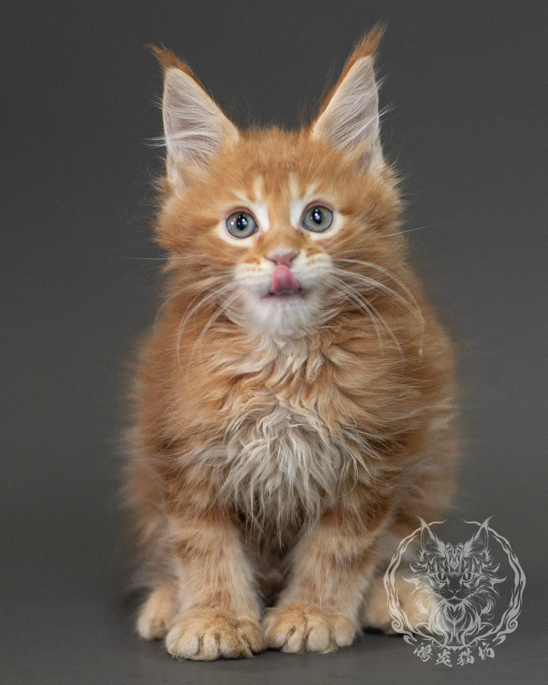 紅虎斑緬因貓 Red Tabby Maine Coon 2months Closeup 8