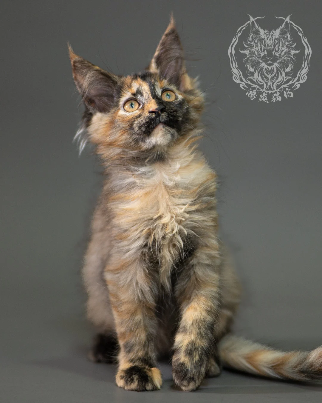 黑煙玳帽緬因貓 Black Smoke Tortie Maine Coon 2months Closeup 7