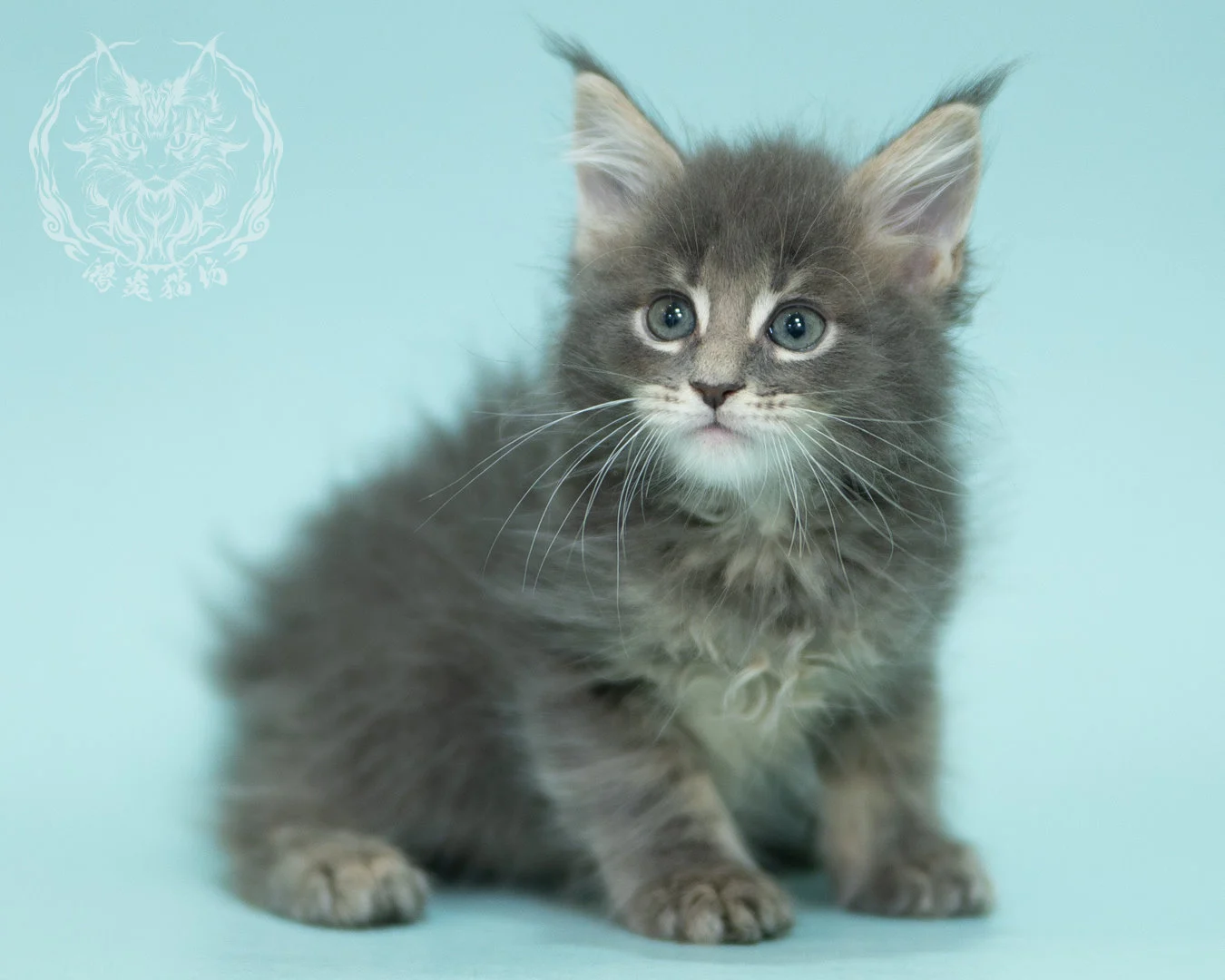 藍虎斑緬因貓 Blue Tabby Maine Coon 2months Sideview 12
