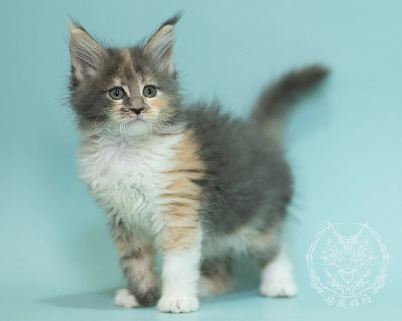 藍乳玳帽緬因貓 Blue Cream Tortie Maine Coon 2months Sidepose 14