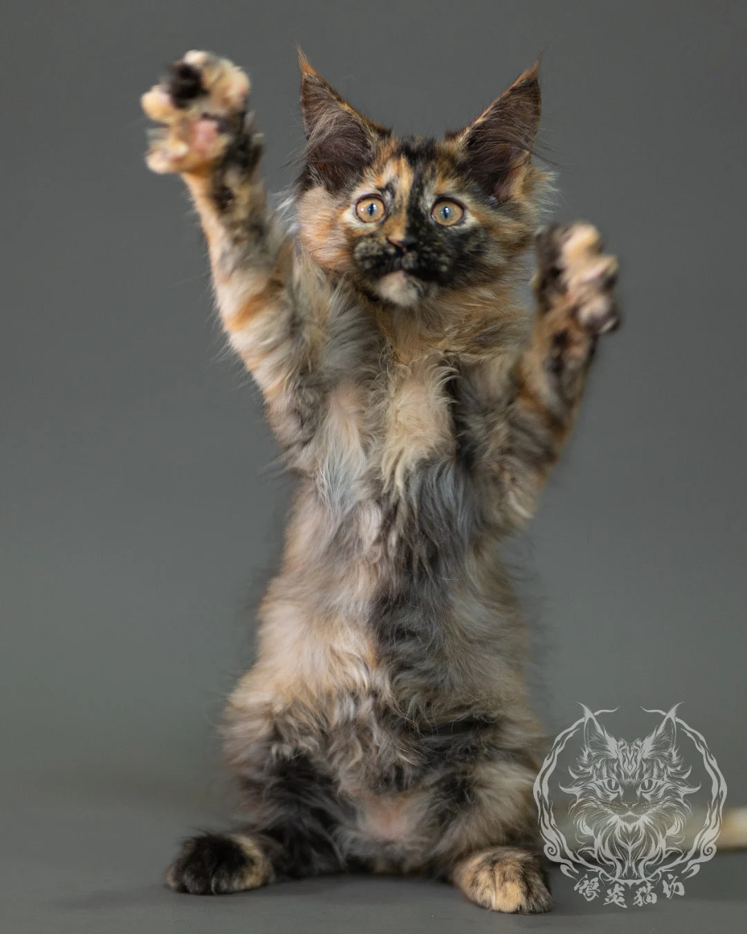 黑煙玳帽緬因貓 Black Smoke Tortie Maine Coon 2months Closeup 15