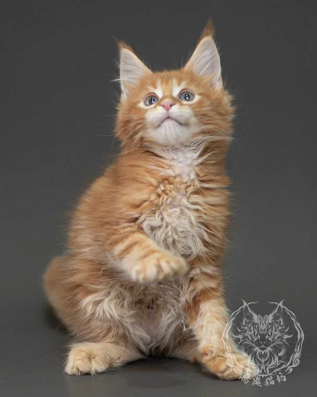 紅虎斑緬因貓 Red Tabby Maine Coon 2months Closeup 13
