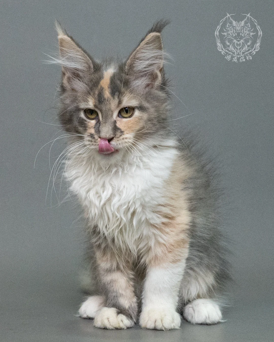 藍乳玳帽緬因貓 Blue Cream Tortie Maine Coon 3months Closeup 12