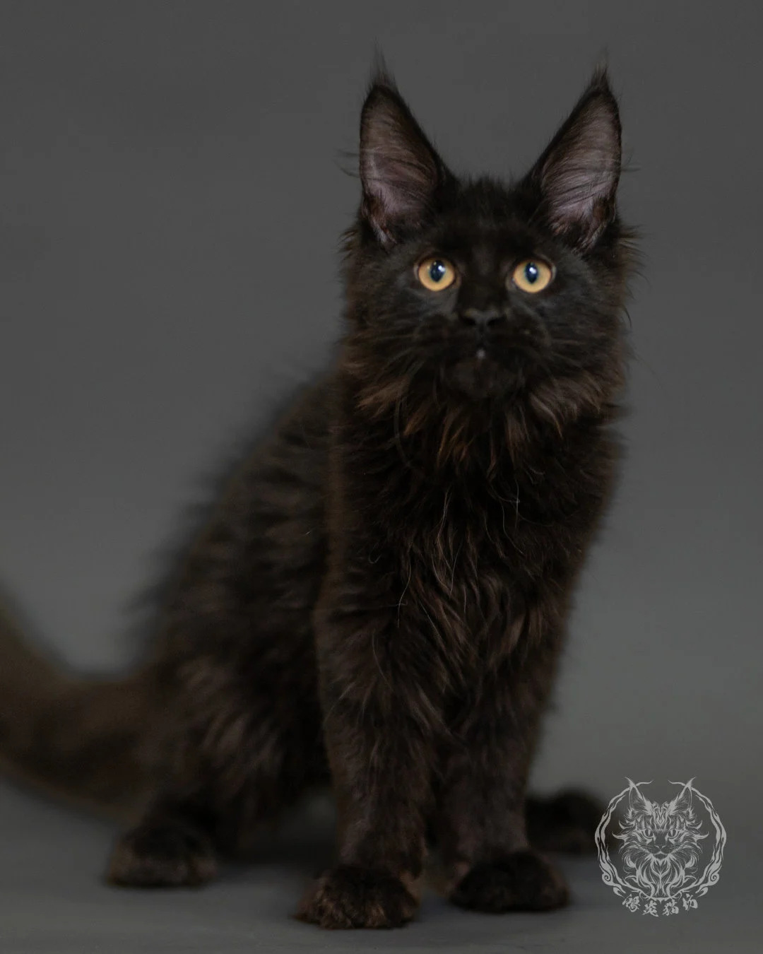 黑色緬因貓 Black Maine Coon 3months Record 9