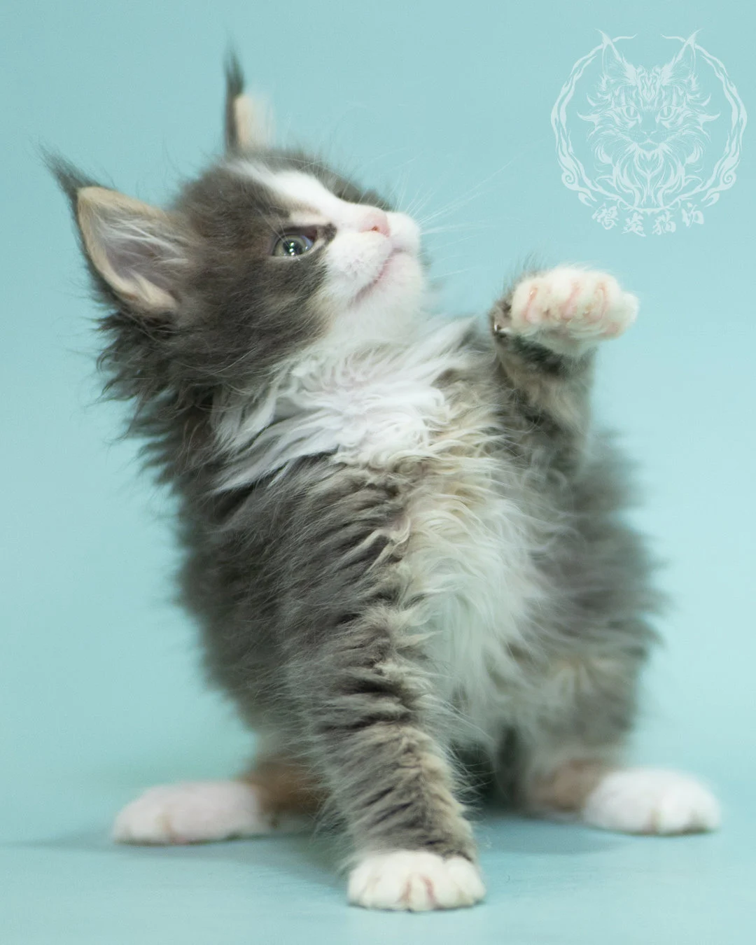 藍白賓士緬因貓 Blue Tabby Bicolor Maine Coon 2months Closeup 19