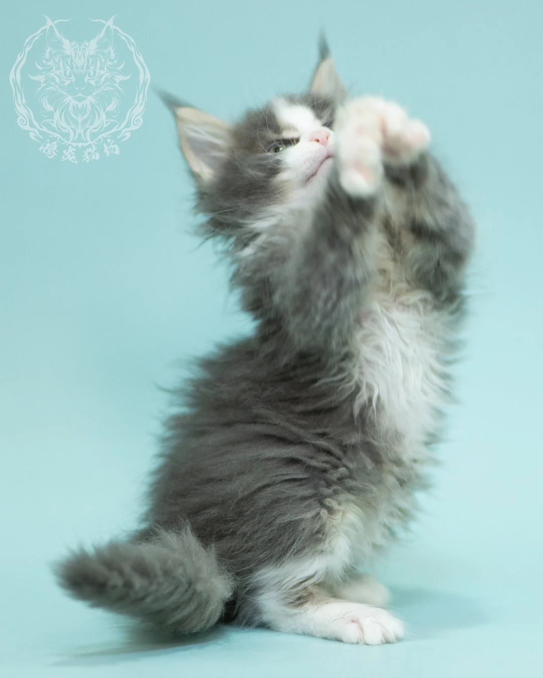 藍白賓士緬因貓 Blue Tabby Bicolor Maine Coon 2months Closeup 15