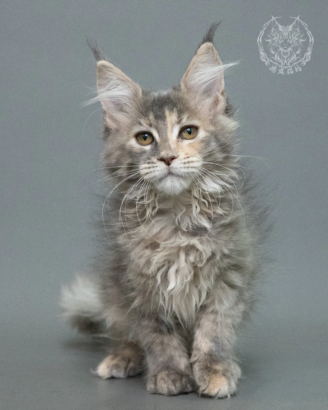 藍乳虎斑緬因貓 Blue Cream Tabby Maine Coon 3months Closeup 2