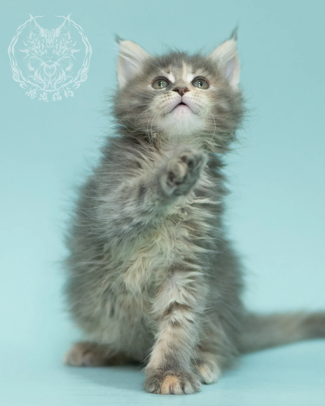 藍乳虎斑緬因貓 Blue Cream Tabby Maine Coon 2months Reachout 3