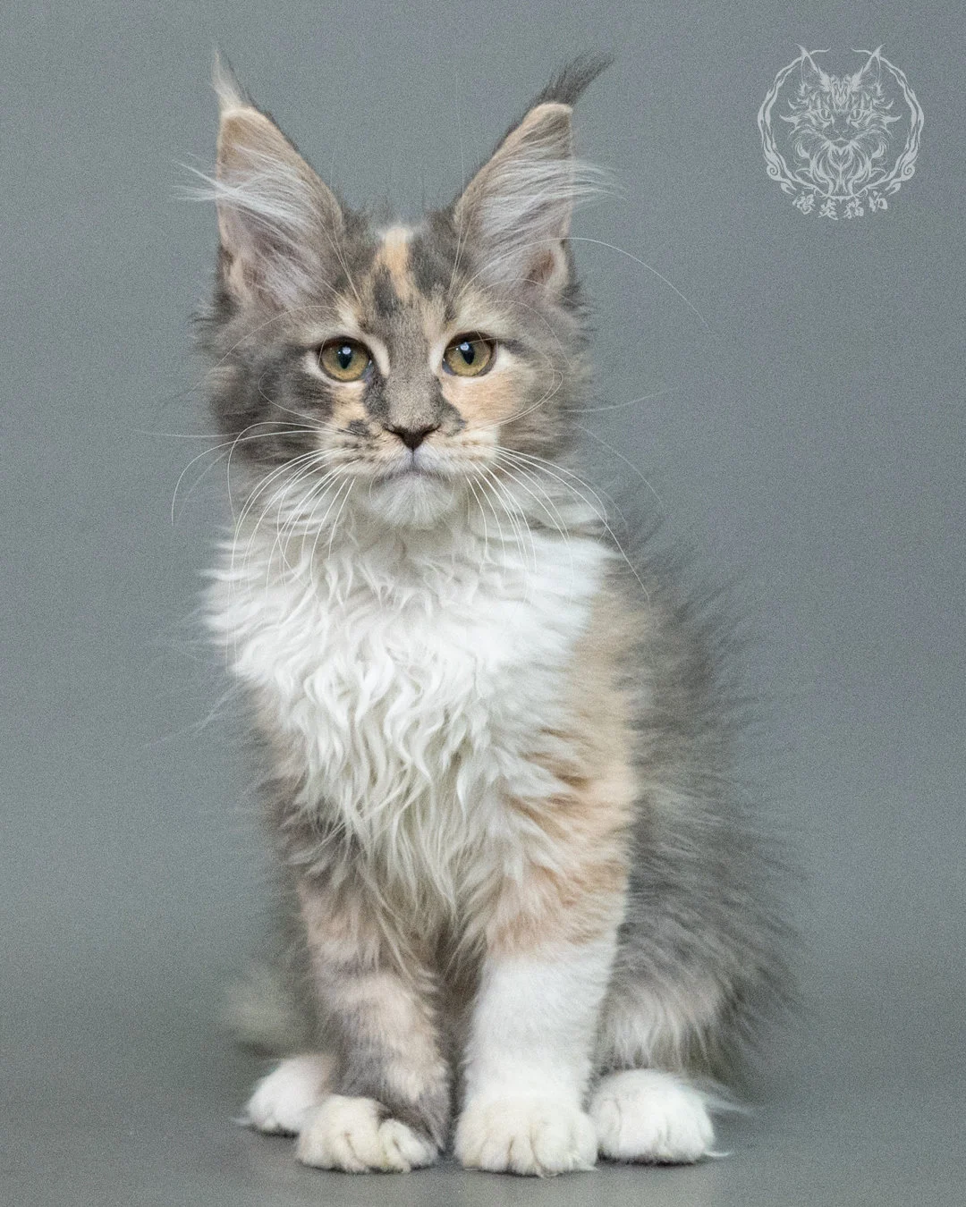 藍乳玳帽緬因貓 Blue Cream Tortie Maine Coon 3months Closeup 13