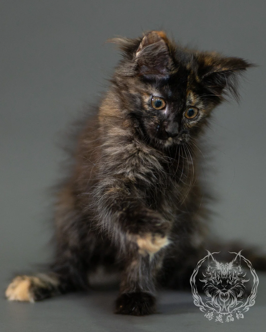 黑玳帽緬因貓 Black Tortoiseshell Maine Coon 2months Closeup 8