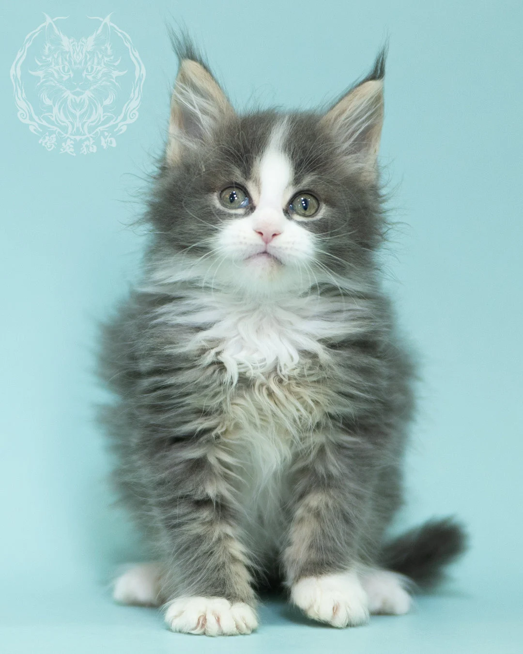 藍白賓士緬因貓 Blue Tabby Bicolor Maine Coon 2months Closeup 4