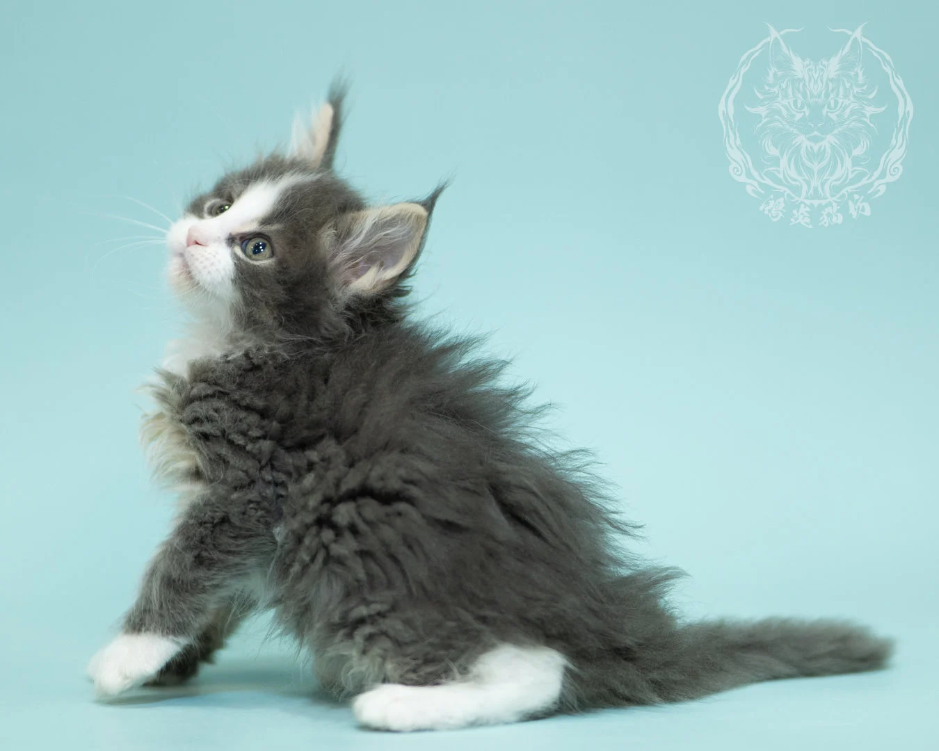 藍白賓士緬因貓 Blue Tabby Bicolor Maine Coon 2months Closeup 21