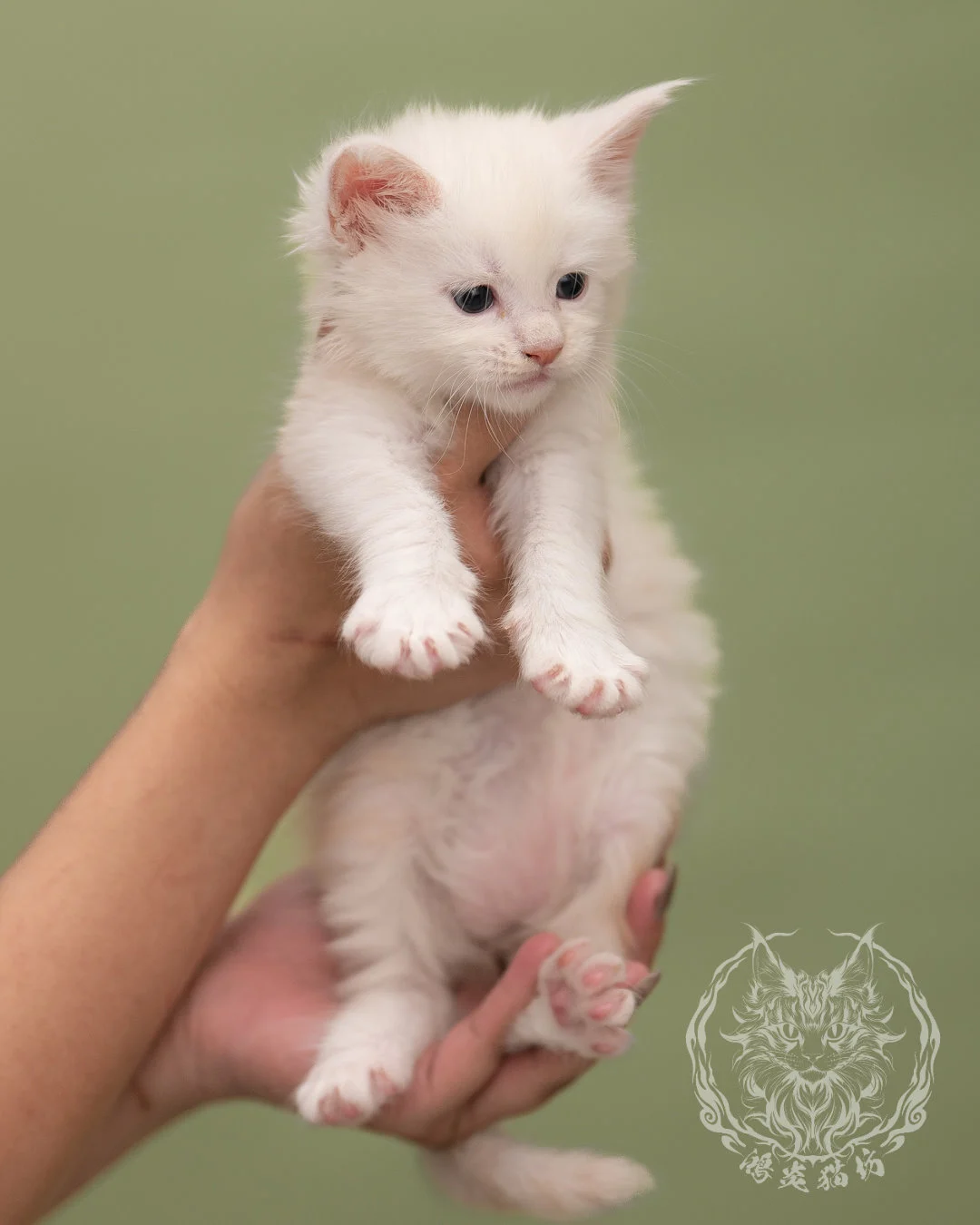 紅陰影緬因貓 Red Shaded Maine Coon 4weeks Closeup 2